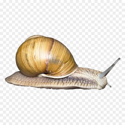 Snail-PNG-Free-File-Download-Pngsource-MCTJ6RYW.png