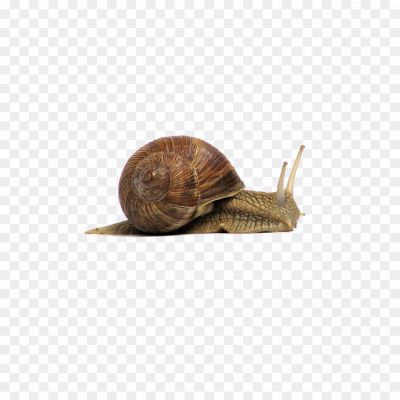 Snail-PNG-HD-Free-File-Download-Pngsource-JZ1B4WYO.png