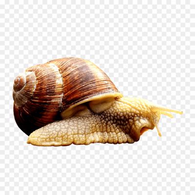 Snail-PNG-Pic-Clip-Art-Background-IJ9W2FS2.png PNG Images Icons and Vector Files - pngsource