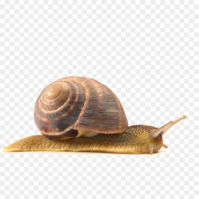 Snail-Transparent-Image-Pngsource-7ZISL9XL.png