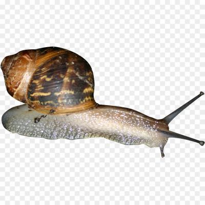 Snails-Background-PNG-Image-VGB1A3EF.png