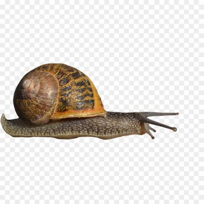 Snails-Download-Free-PNG-W3QOA36P.png