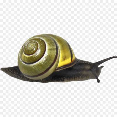 Snails-PNG-Background-VFFK7769.png