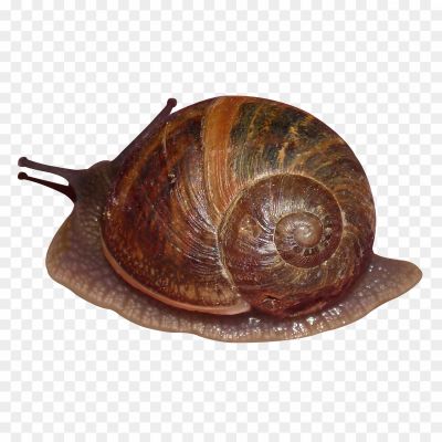 Snails-PNG-Photos-UCQO15XN.png