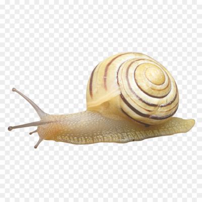 Snails-Transparent-File-A509KIAK.png PNG Images Icons and Vector Files - pngsource