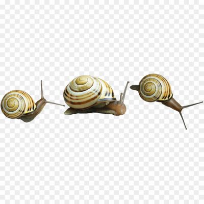 Snails-Transparent-Image-MVDWHFAH.png