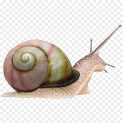 Snails-Transparent-Images-MSB4K25Q.png