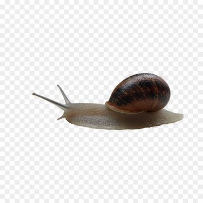 Snails-Transparent-PNG-1VQB8CUX.png PNG Images Icons and Vector Files - pngsource