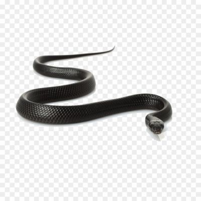 Snake-PNG-Images-HD-L9SF7CQH.png