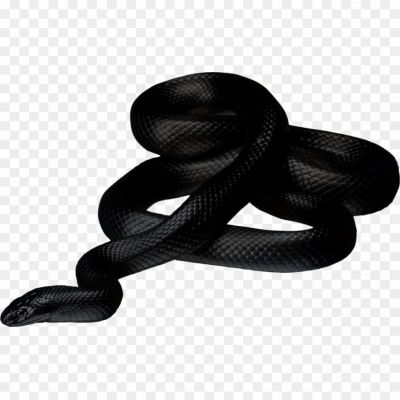 Snake-PNG-Photo-Image-RGP41NA1.png PNG Images Icons and Vector Files - pngsource