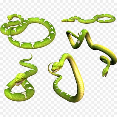 Snake-PNG-Photos-6BWHC2BQ.png PNG Images Icons and Vector Files - pngsource