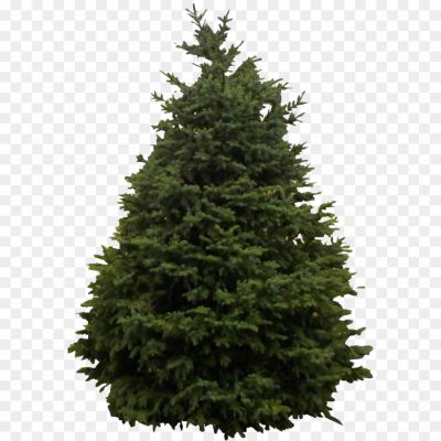 Snow-Fir-Tree-PNG-Clipart-Pngsource-KI3HVB5A.png