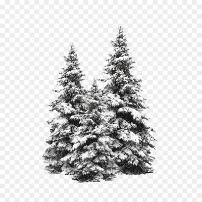 Snow-Fir-Tree-PNG-Image-Pngsource-UYYOP3FT.png