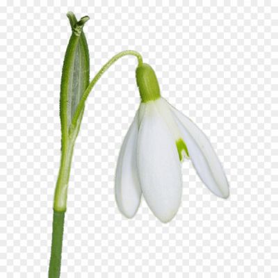 Snowdrop-PNG-HD-6746980N.png PNG Images Icons and Vector Files - pngsource