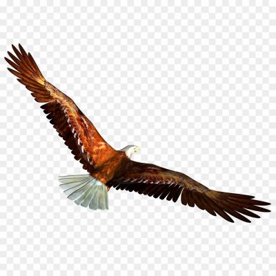 Oaring Eagle, Majestic Bird, Symbol Of Strength And Freedom, Large Wingspan, Powerful Flyer, Predatory Bird, Keen Eyesight, Sharp Talons, Graceful In Flight, Found In Various Habitats, Apex Predator, Revered In Many Cultures, National Bird In Some Countries