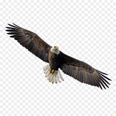 Oaring Eagle, Majestic Bird, Symbol Of Strength And Freedom, Large Wingspan, Powerful Flyer, Predatory Bird, Keen Eyesight, Sharp Talons, Graceful In Flight, Found In Various Habitats, Apex Predator, Revered In Many Cultures, National Bird In Some Countries