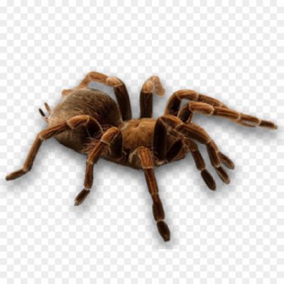 Spider-PNG-HD-Quality - Copy-Pngsource-O7NS9WYJ.png