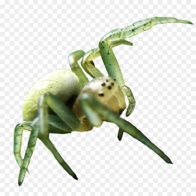 Spider-PNG-Image-Pngsource-CPZK3XC3.png