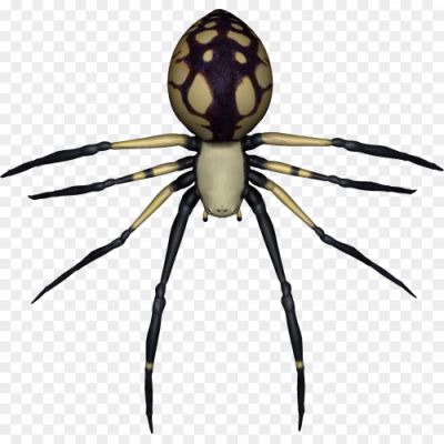 Spider-PNG-Transparent-Image-Pngsource-616R1YB6.png