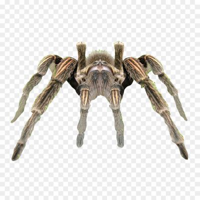 Spider-Transparent-Background-Pngsource-9PKE5OGR.png