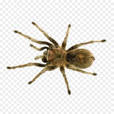 Spider-Transparent-Image-Pngsource-H6GTQ0AO.png