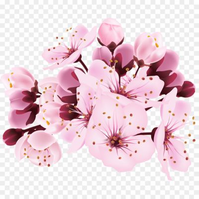 Spring-Blossom-Flower-Transparent-PNG-HMK5803Y.png