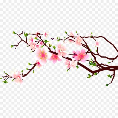 Spring-Cherry-Blossoms-Download-Free-PNG-Pngsource-N75ORNHD.png