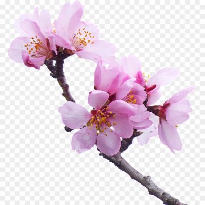 Spring-Cherry-Blossoms-Free-PNG-GIRKW66Q.png