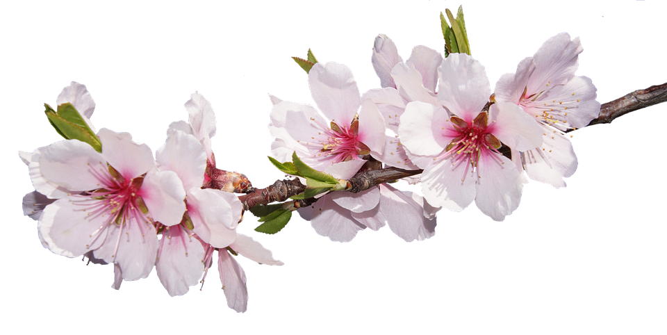 Spring-Cherry-Blossoms-Transparent-Background-SZTPYR0M.png