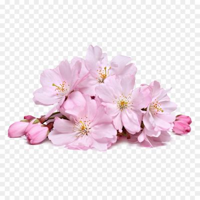 Spring-Cherry-Blossoms-Transparent-File-Pngsource-NFAAD197.png