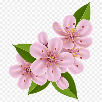 Spring Cherry Blossoms Transparent Free PNG - Pngsource