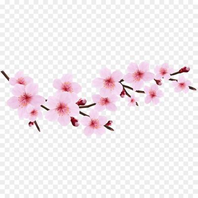 Spring-Cherry-Blossoms-Transparent-PNG-MXDT8C3L.png