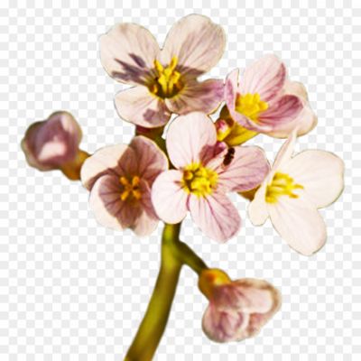 Spring-Flower-PNG-Free-Download-Pngsource-U90VYY5H.png