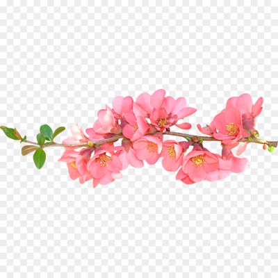 Spring-Flower-PNG-Photo-Pngsource-R1IWLTLC.png