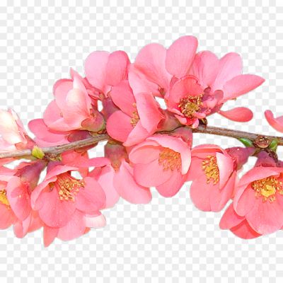 Spring-Flower-PNG-Pic-Pngsource-8T5DZI8S.png
