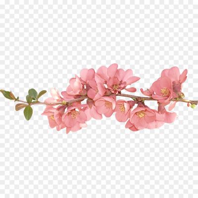 Spring-Flower-PNG-Transparent-Image-Pngsource-MOYZPLKW.png