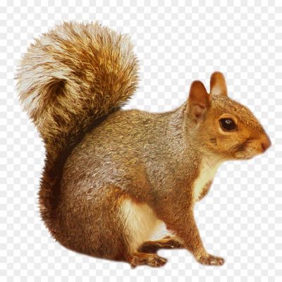 Squirrel-transparent-png-hd-Pngsource-2NIO5HGS.png
