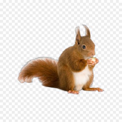 Squirrel-transparent-png-hd-Pngsource-2U335RDD.png PNG Images Icons and Vector Files - pngsource