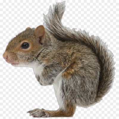Squirrel-transparent-png-hd-Pngsource-3N5FGX4B.png