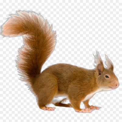 Squirrel-transparent-png-hd-Pngsource-3NMQK5YW.png