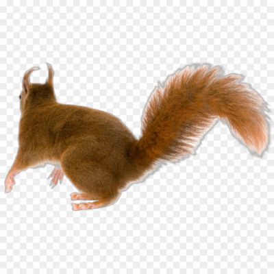 Squirrel-transparent-png-hd-Pngsource-CTYXL0DO.png PNG Images Icons and Vector Files - pngsource
