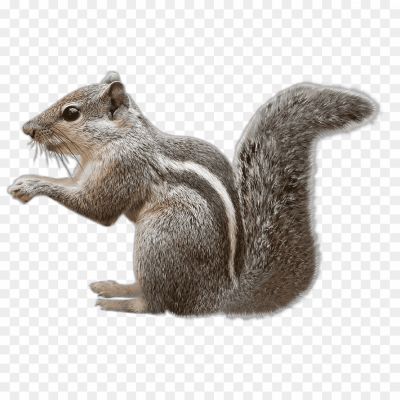 Squirrel-transparent-png-hd-Pngsource-YRHI0CI3.png PNG Images Icons and Vector Files - pngsource