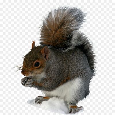 Squirrel-transparent-png-isolated-Pngsource-1L76OCD6.png