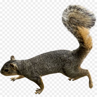 Squirrel-transparent-png-isolated-Pngsource-5L4Q76UQ.png