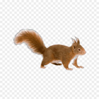 Squirrel-transparent-png-isolated-Pngsource-AJRGKK92.png PNG Images Icons and Vector Files - pngsource