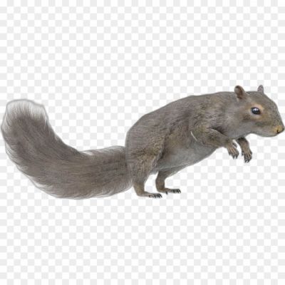 Squirrel-transparent-png-isolated-Pngsource-E2D0NMIA.png