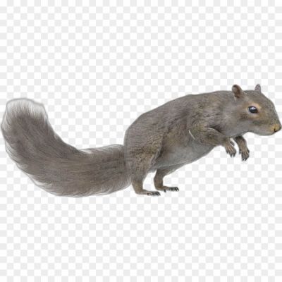 Squirrel-transparent-png-isolated-Pngsource-E2D0NMIA.png PNG Images Icons and Vector Files - pngsource