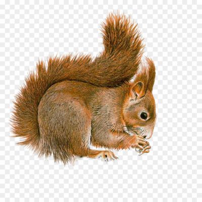 Squirrel-transparent-png-isolated-Pngsource-LHWNMV76.png