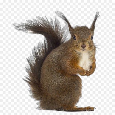 Squirrel-transparent-png-isolated-no-background-Pngsource-2BWUT05G.png