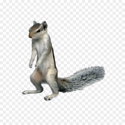 Squirrel-transparent-png-isolated-no-background-Pngsource-9AHP3PNP.png